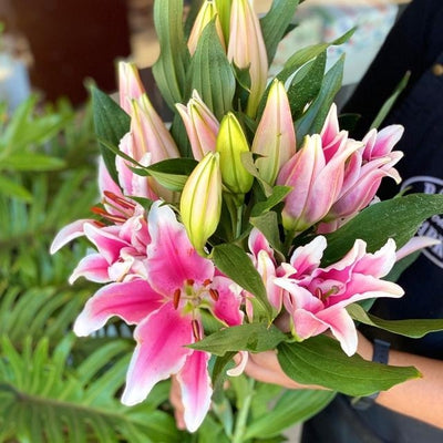 pink and white oriental lilies Oriental Pink Lilies (5 stems)– Rosalie Gourmet Market