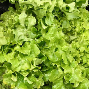Hydro Lettuce - Rosalie Gourmet Market